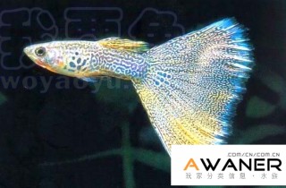 [胎生鱂魚科]黃蕾絲蛇王 (蛇王孔雀魚)