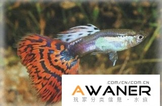 [胎生鱂魚科]紅草尾孔雀魚