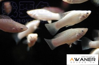 [胎生鱂魚科]瑪麗魚