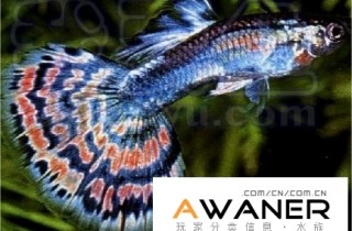 [胎生鱂魚科]孔雀魚