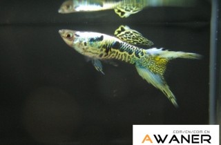 [胎生鱂魚科]銀河雙劍 (劍尾孔雀)