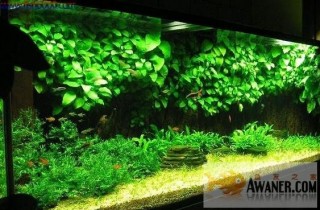 適合新手種植的幾種水草