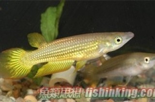 黃金鱂