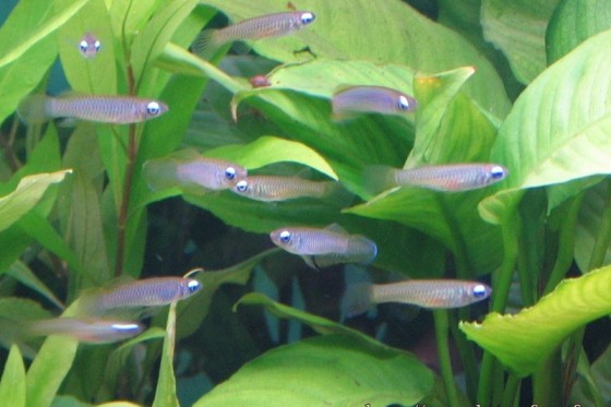 藍眼鱂 香港水族網