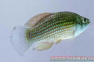 美國旗魚