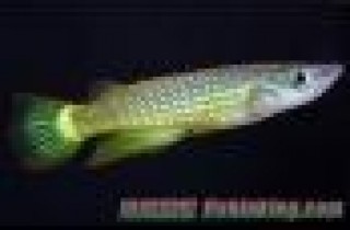 鱂科（Cyprinodontidae）