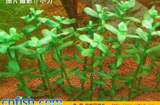 小對葉