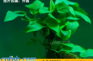 小水榕