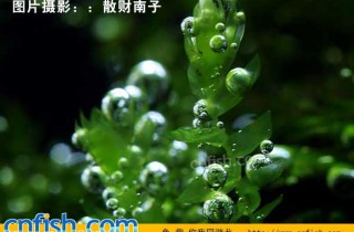 翡翠莫絲
