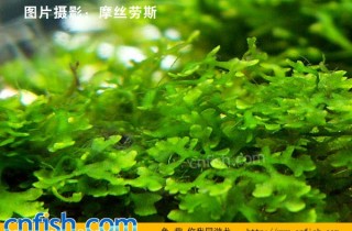 珊瑚莫絲