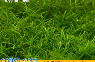 微果草