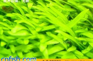 挖耳草