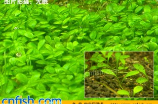 矮珍珠