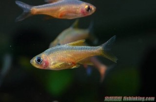 斯里兰卡火波鱼