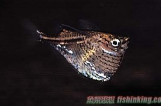 咖啡燕子