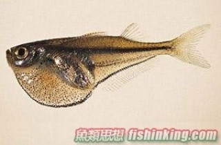 噴點燕子