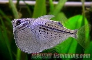 銀點燕子