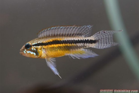 雙帶短鯛 香港水族網