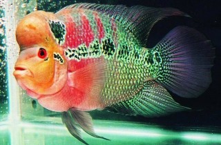 羅漢魚