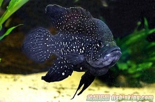 夜明珠