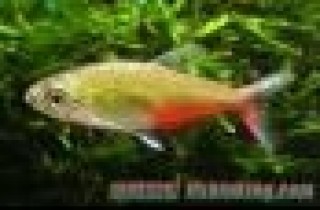 脂鯉科 (Characidae) - 淡水觀賞魚大全