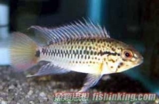 斑点短鲷