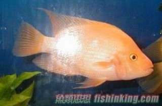 红魔鬼