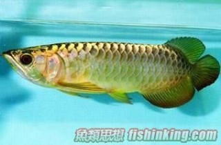 亞洲龍魚