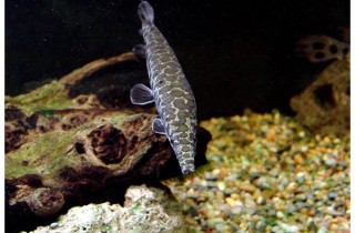 斑點雀鱔