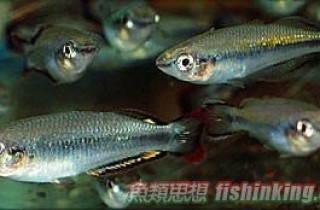 馬達加斯加彩虹