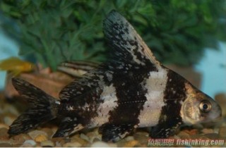 胭脂魚
