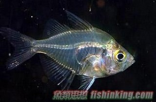 玻璃拉拉