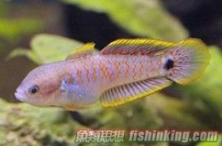 七彩塘鱧