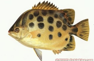 金鼓魚
