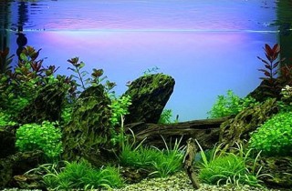 魚缸造景中沉木的用法
