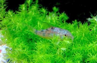 寫給要購買單反的魚友