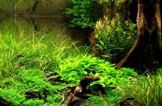 2009德國ASE水草造景比賽 Nano Category
