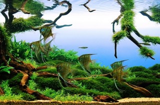 2009德國ASE水草造景比賽 Standard Category