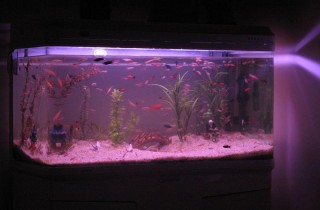 魚友該怎樣選購水族箱和魚缸