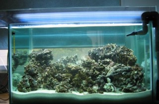 魚友怎樣選擇魚缸的過濾？