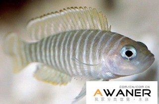 水族玩家常見的卷貝資料介紹