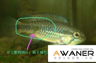 魚友怎樣分辨退化畸形短鯛