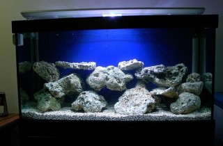 魚友在魚缸消毒養水的相關問題