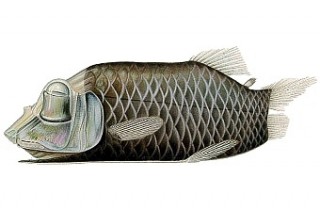 觀賞魚蒙眼病的治療