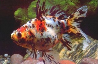 五花长尾草金鱼