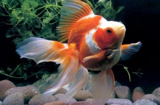 金魚科種分類 香港水族網