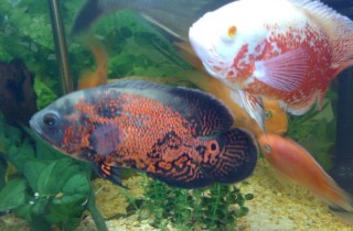 地圖魚顏色變淺的原因及處理方法