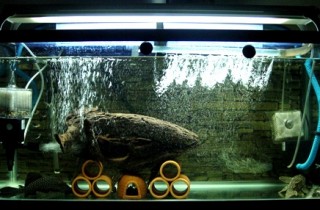 鼠魚繁殖的小經驗