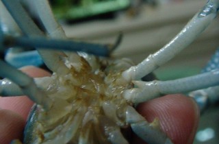 分辨佛藍種蝦公母的方法