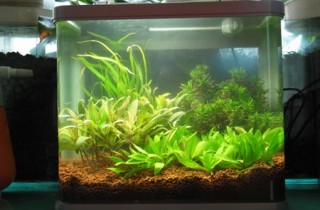 清洗水族箱過濾槽的方法